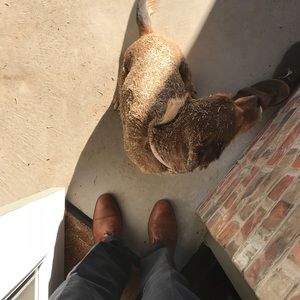 Meet your Posher, Ross